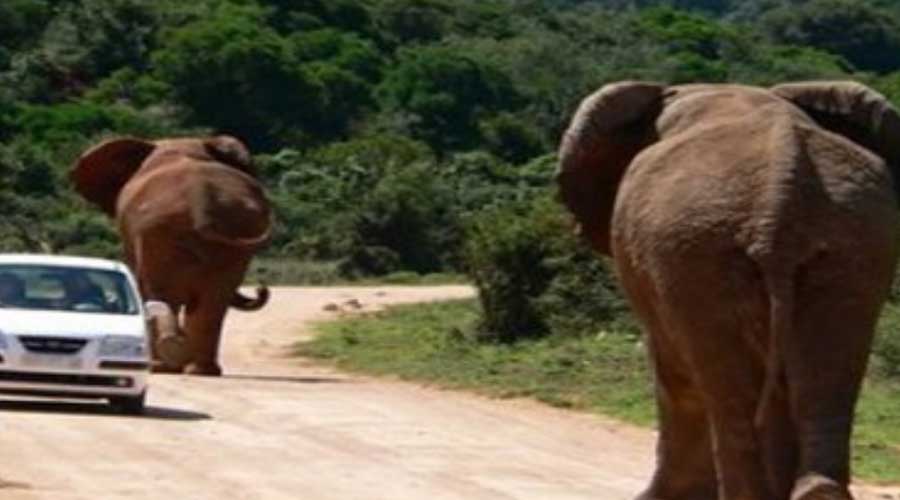 LAFRIKA TOURS Kénya Safari - les éléphants